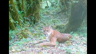 Puma pursues Highland Tinamou and takes a nap in front of camera [upl. by Ecnaled]