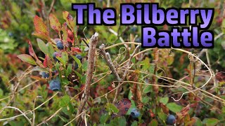 Bilberry Battle Competitive Berry Picking at Hardys Monument [upl. by Ryon]