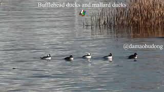 Bufflehead ducks and mallard ducks [upl. by Kappenne]