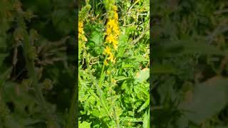 Flowers of our south Norfolk fields  Agrimony [upl. by Norvin238]