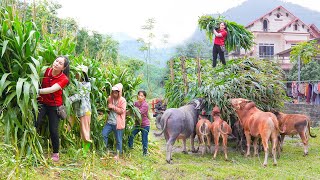 Harvest Corn and Use Trucks to Transport and Sell to Villagers as ANIMAL Feed  Daily Farm [upl. by Man449]