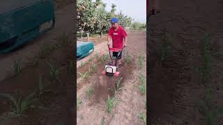 Rotary tillage weeding and furrowing [upl. by Refiffej785]