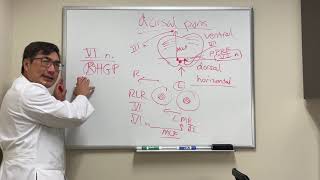 Dorsal pontine stroke syndromes [upl. by Pergrim]