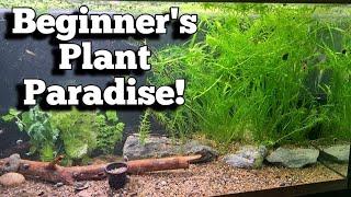 Transform Your Tank into a Beginners Plant Paradise plantedtanksetupforbeginners [upl. by Naillig]