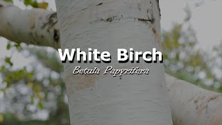 Urban Trees  White Birch [upl. by Dowell945]