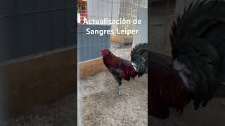 Pollo Leiper Rat de UC Farm que nos gustó para la cría buena sangre y buen criadero [upl. by Tallbott386]