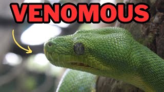 Extremely venomous snake Boomslang [upl. by Spiegel]