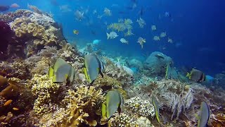 Dive into Paradise Cozumel Mexicos Tranquil Underwater Bliss [upl. by Durwyn306]