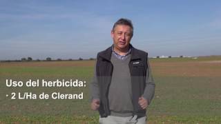 Cleranda® el herbicida definitivo para Colza Clearfield® [upl. by Meredi]