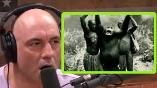 They Call These Chimps Lion Killers  Joe Rogan and Forrest Galante [upl. by Leraj]