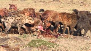 Hyenas Eat a Young Wildebeest in Minutes [upl. by Pembroke202]