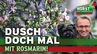 RosmarinSchnitt Rosenkrankheiten EuphorbienSchnitt  Horst sein Schrebergarten [upl. by Sonahpets249]