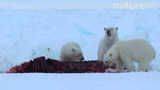 Polar bear mother and cubs feeding on remains of hunted Narwhal carcass Baffin Island Canada [upl. by Yeoz]