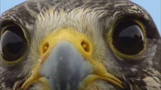 Spirit Bird  Xavier Rudd  with video clips from Earthflight series [upl. by Say]