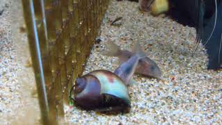 Cory Catfish Care and Information  How to Keep Corydoras [upl. by Carolynne]