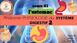 cours S1 Anatomie PHYSIOLOGIE du SYSTÈME DIGESTIF 2  lestomac 📚شرح شامل 🩺ispitscours anatomy [upl. by Alyhc505]