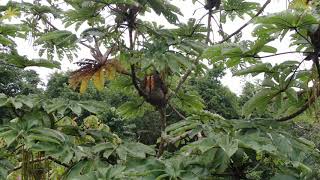 ThreeToed Sloth in Cecropia Tree Male  Drone 4K [upl. by Neddy602]