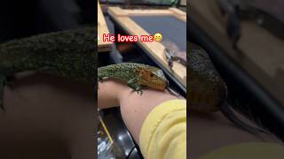 BABY CAIMAN LIZARD caiman aquaman lizard reptile love bonding petlover pet pets petsvlog [upl. by Einnaej]