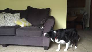 Border Collie vs Cat [upl. by Malvina]