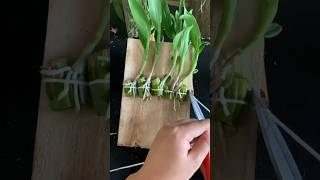 Learning grafting plants with using very simple tips grafting farm orchid plants [upl. by Eads]