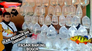 REVIEW HARGA IKAN HIAS PREDATOR DAN TANKMATE DI LAPAK BANG BARON DI PASAR IKAN HIAS PARUNG BOGOR [upl. by Alliuqa]