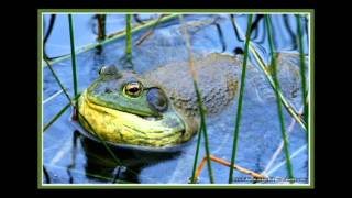 Bull Frog Mating Callavi [upl. by Hairacaz49]