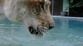 Liger Drinking SlowMotion [upl. by Wilkey]