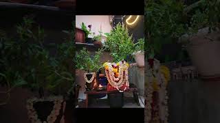 Tulasi Pooja 2024 indian culture [upl. by Colt]