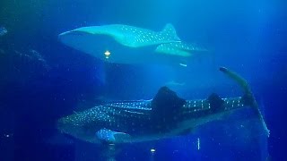 【ジﾝベｲザﾒ】 海遊館 大水槽の動画映像12時間  quotWhale sharksquot central tank of osaka aquarium quotKAIYUKANquot 12hours [upl. by Phene]