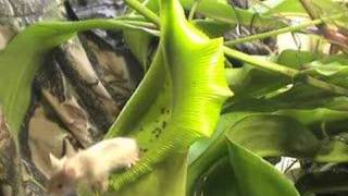 Carnivorous Plant VS Mouse [upl. by Arny]