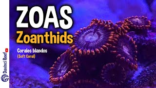 Zoas para tu acuario marino  Cuidados parámetros ideales y consejos para cuidar de él [upl. by Akemehc]