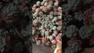 Sedum Dasyphyllum succulent plants garden shots cactus [upl. by Darryn]