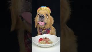 Delicious dumplings and happy Golden moments Daily life of gluttonous dog Kiki Cute dog debut plan [upl. by Tama65]