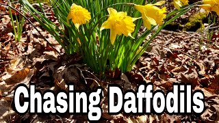 Chasing Daffodils [upl. by Ekal639]