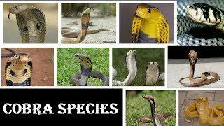 Cobra Species  All Cobra Snake Species Of The World [upl. by Powder753]