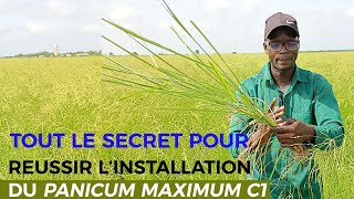 TOUT LE SECRET POUR RÉUSSIR LINSTALLATION DU PANICUM C1 [upl. by Doowle]