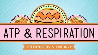 ATP amp Respiration Crash Course Biology 7 [upl. by Suehtomit887]