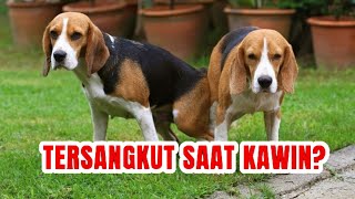 Mengenal K9 Anjing Pemburu Narkoba Milik BNN [upl. by Ferriter614]