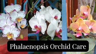 Phalaenopsis Orchid Plant Care Orchid Care [upl. by Ritz108]