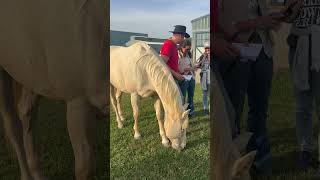 Honza Bláha  Liberty festival Kentucky  part 5  Saturday evening outside arena [upl. by Ettelegna168]