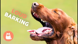 Dogs BARKING LOUD Compilation 🐶🔊 See How Your DOG REACTS [upl. by Gonzalo]