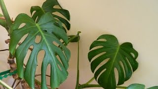 Repotting a 32 Year Old Monster  Monstera deliciosa cheese plant [upl. by Nicola]