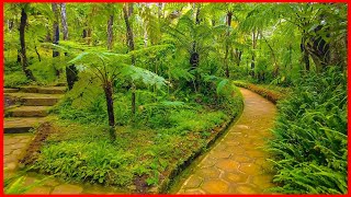 Amazing Botanical Garden In Sri Lanka  Walking Tour [upl. by Oshinski841]