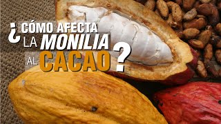 ¿Cómo controlar la MONILIA en el cultivo de CACAO [upl. by Carlo]