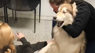 Huskys freaking out when realize he is in the vet 🤣 Funny Dogs Reaction [upl. by Nivanod]