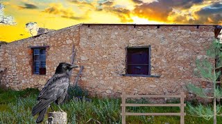 Abandoned 1800s Cottage 1949 Memorabilia Time Capsule [upl. by Nonek]