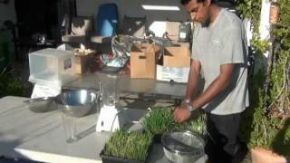 The COMPLETE Guide to growing Wheatgrass From Seed to Juice in 10 days [upl. by Llenart]