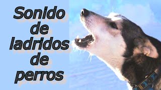 SONIDOS PARA PERROS PARA QUE LADREN  Perros Ladrando Muy Fuerte para molestar a tu perro o gato HD [upl. by Notnilc]