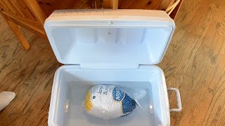 How to Quickly Thaw a Frozen Turkey [upl. by Aneehsyt]