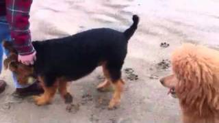 Airedale amp Standard Poodle at Gleneden Beach OR [upl. by Allin]